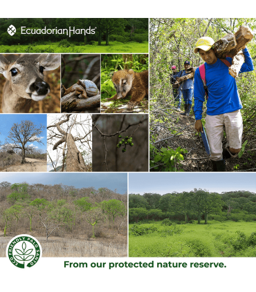 Conos de incienso PALO SANTO 100 conos | EcuadorianHands