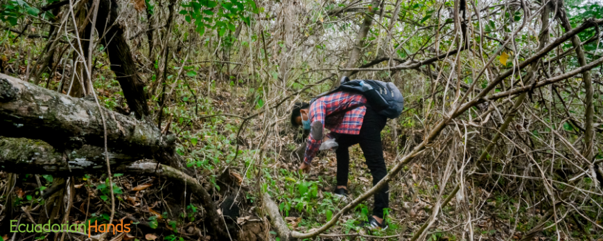 Palo-Santo-Reforestacion-convenio-utm-1000-arboles-vinculacion-en-la-comunidad