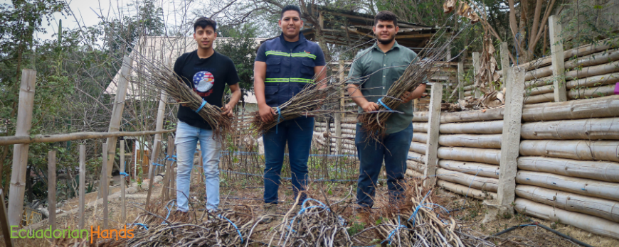 Palo-Santo-Reforestacion-convenio-utm-1000-arboles-vinculacion-en-la-comunidad