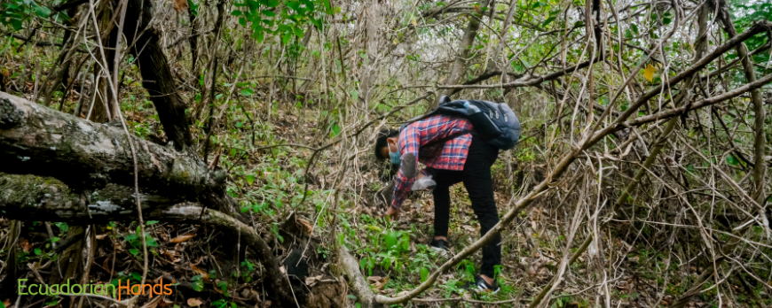 -de-palo-santo-utm-1000-arboles-enlazando-en-la-