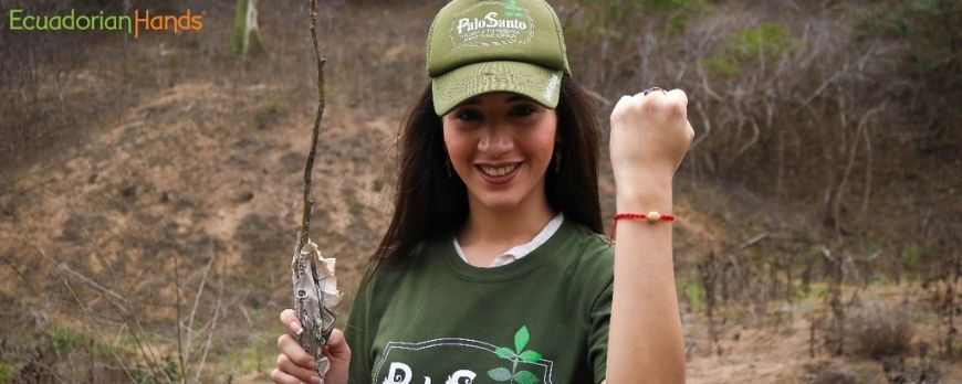 once-mil-arboles-de-palo-santo-reforestados-en-manabi-ecuador