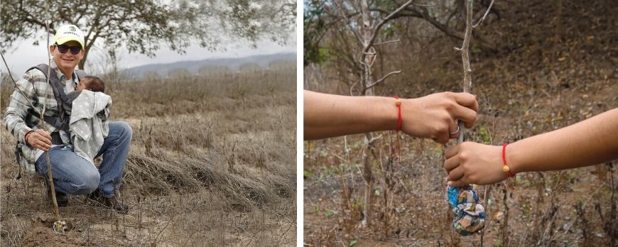 once-mil-arboles-de-palo-santo-reforestados-en-manabi-ecuador