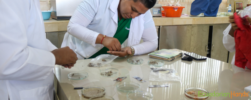 COMO-GERMINAR CORRECTAMENTE-SEMILLAS-PALO-SANTO