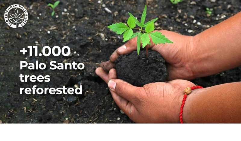 11000 palo santo trees reforested since 2015