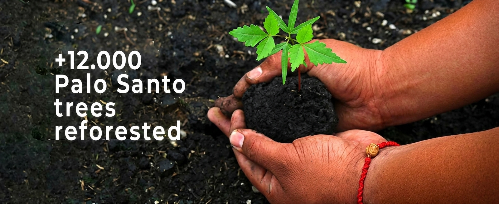 Since 2015, we have planted more than 12,000 trees across Manabí, including 9,000 Palo Santo trees in our 50-hectare protected forest (BVP “ElArtesan-EcuadorianHands”) in Joa, Jipijapa.