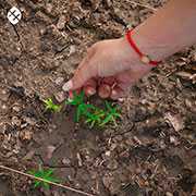 New life germinates in our nurseries