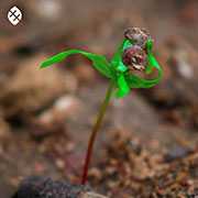New life germinates in our nurseries