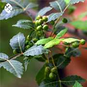 New research on the germination of the Palo Santo seed