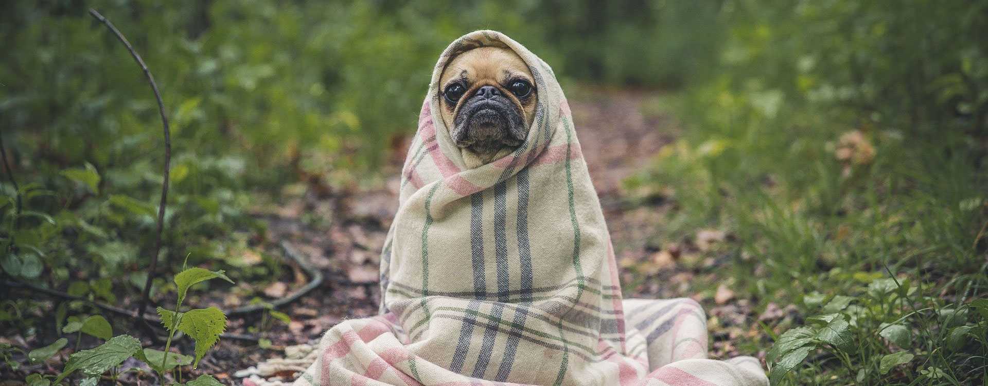 puedo usar aceite de incienso alrededor de mi perro