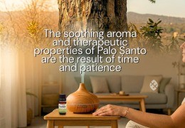 Ethically Sourced Palo Santo: the 30+2 rule that defines the sacred wood