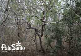 Palo Santo | Plan de Manejo integral (PMI) Parte 1