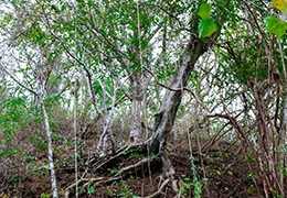 Productos Naturales de la Amazonia Ecuatoriana