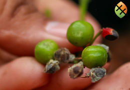 EcuadorianHands Successfully Germinates Palo Santo Seeds for its Reforestation Program