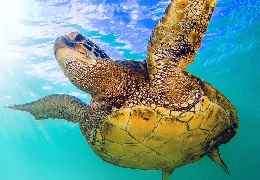 Is the educational program for beach protection LlévateTuBasura working?