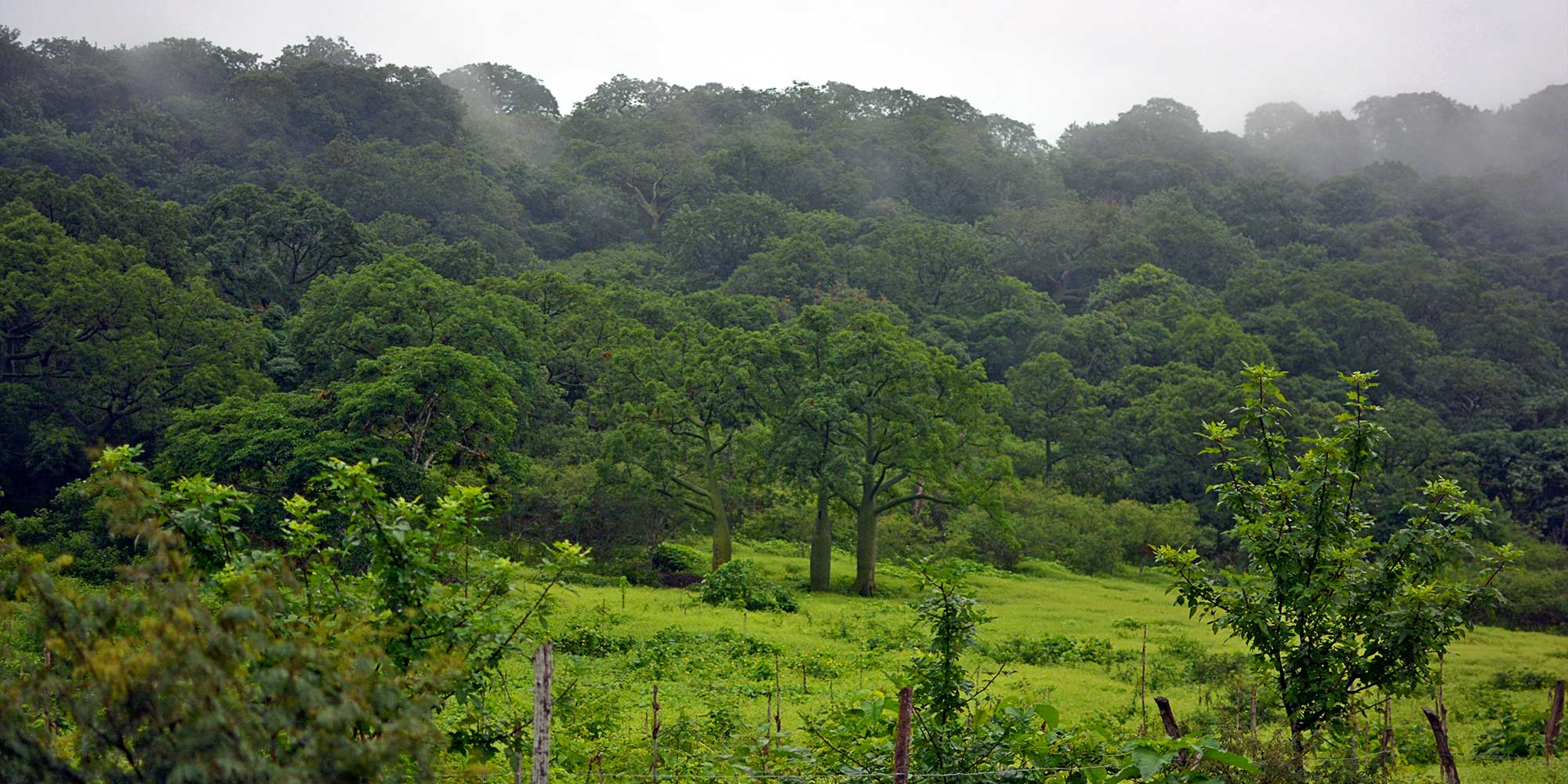 Protected dry forest in coastal Ecuador