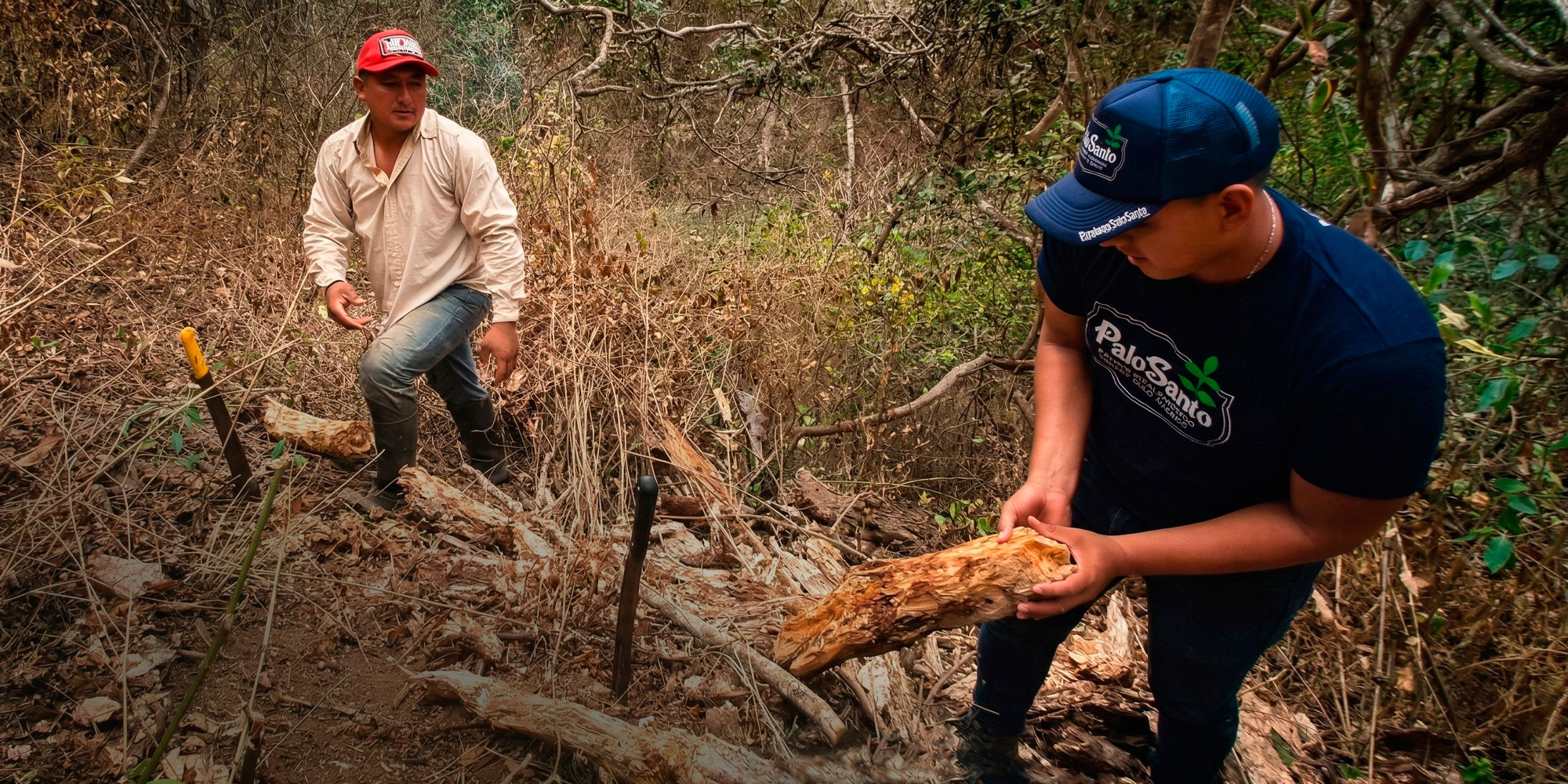 Palo Santo recolectado por comunidades locales en Ecuador